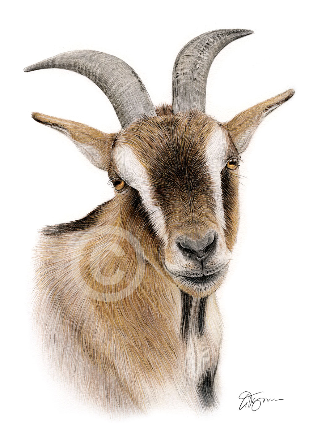 Colour pencil drawing of a goat by artist Gary Tymon