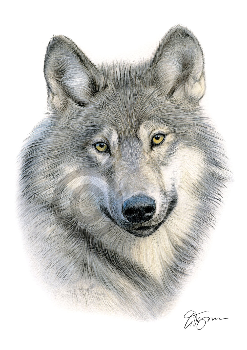 Colour pencil drawing of a Grey Wolf by artist Gary Tymon