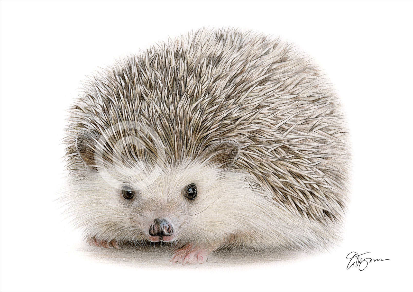 Colour pencil drawing of a hedgehog by artist Gary Tymon