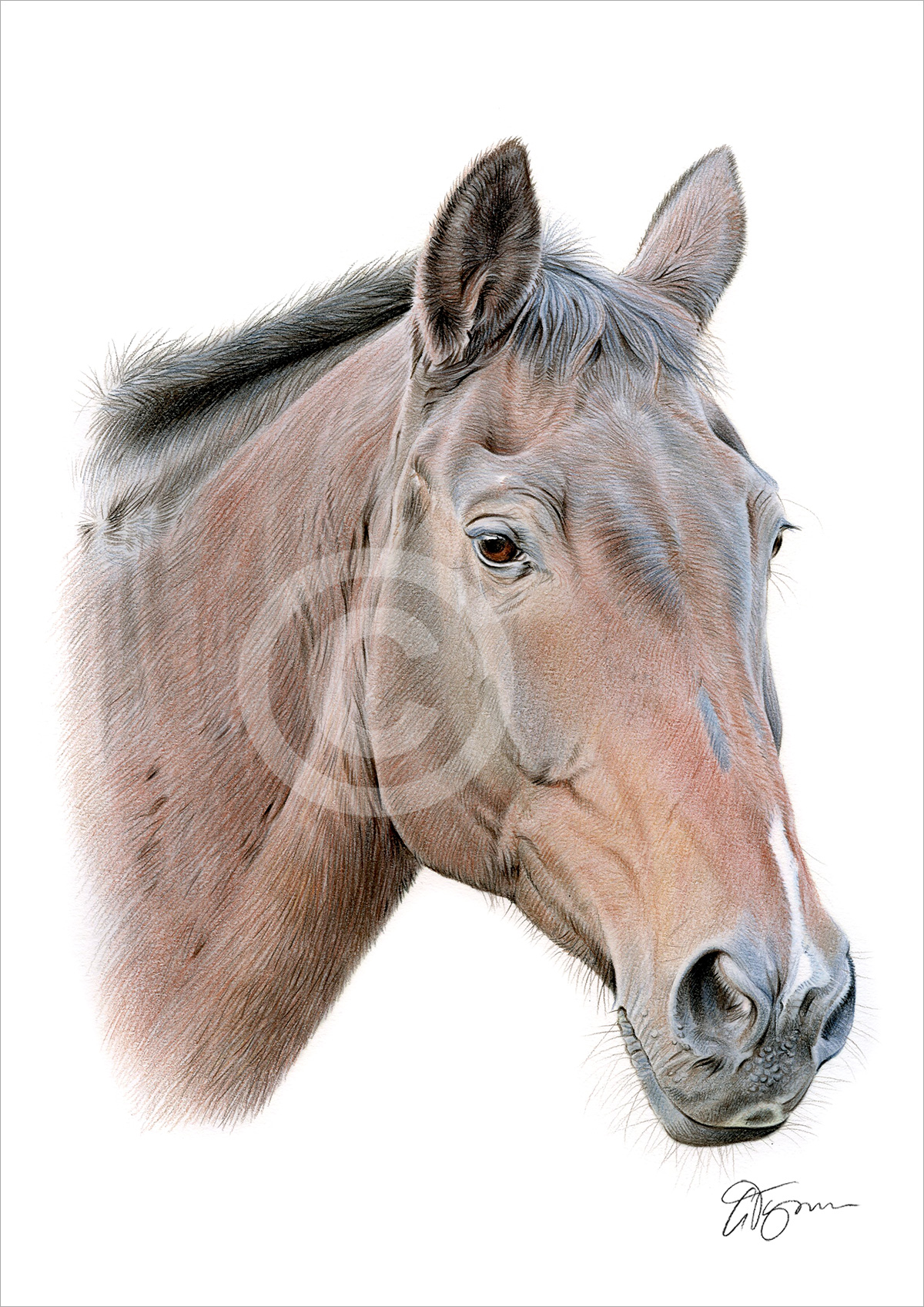 Colour pencil drawing of a brown horse by artist Gary Tymon