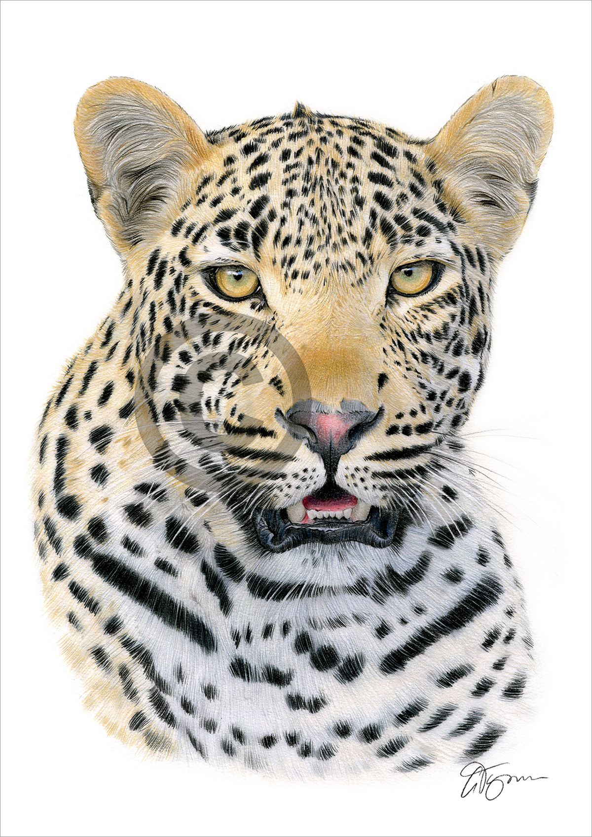 Colour pencil drawing of a leopard by artist Gary Tymon