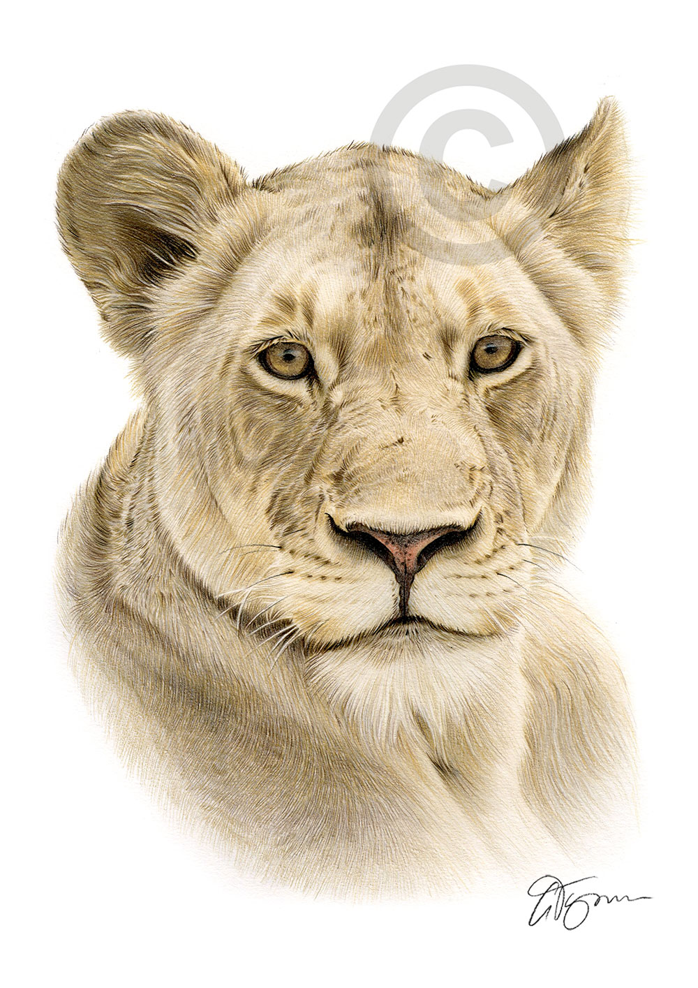 Colour pencil drawing of an African lioness by artist Gary Tymon