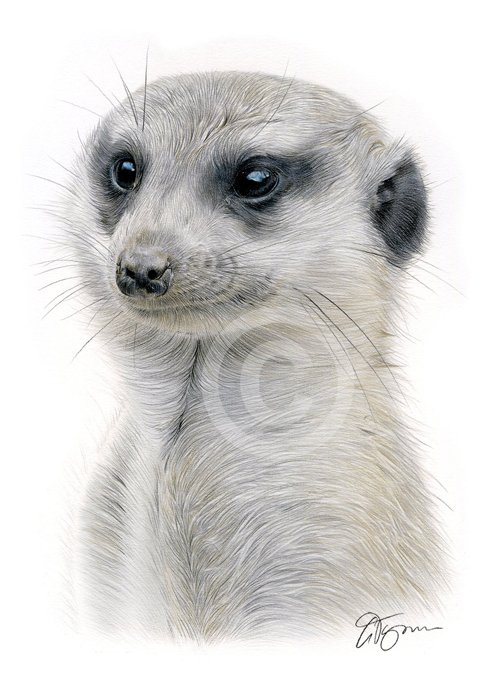Colour pencil drawing of a meerkat by artist Gary Tymon
