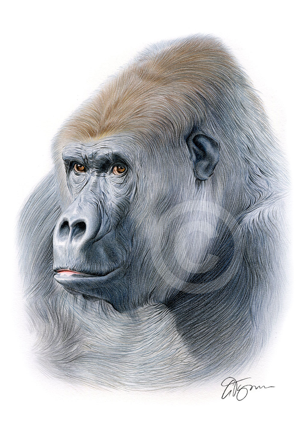 Colour pencil drawing of a mountain gorilla by artist Gary Tymon