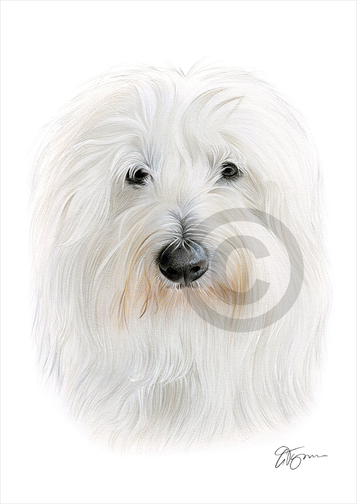 Colour pencil drawing of an Old English Sheepdog by artist Gary Tymon