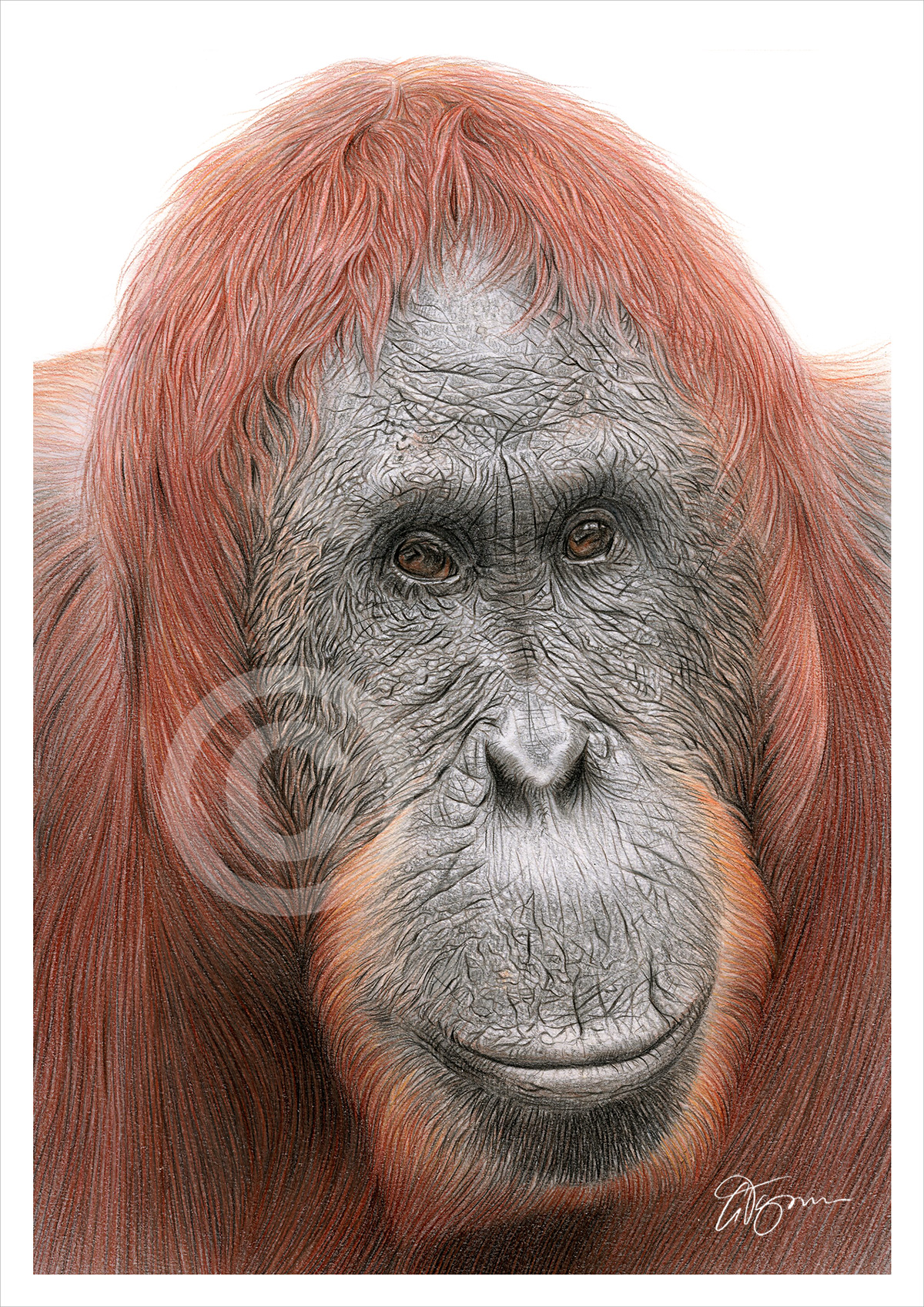 Colour pencil drawing of an orangutan by artist Gary Tymon