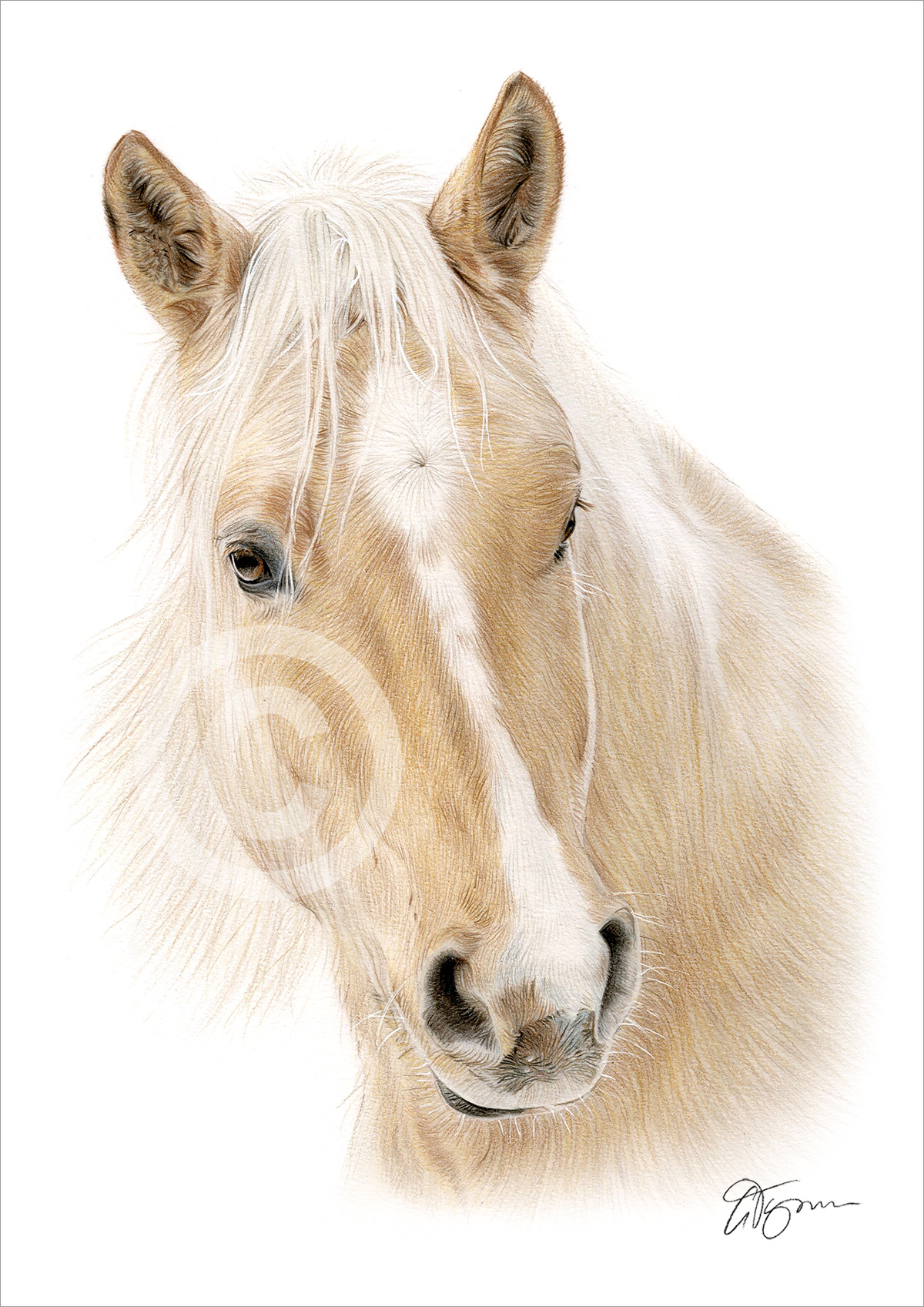Colour pencil drawing of a Palomino horse by artist Gary Tymon