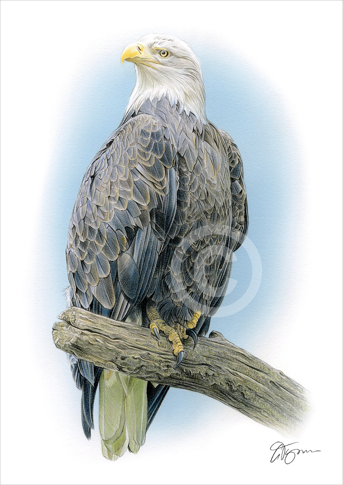 Colour pencil drawing of a bald eagle on a branch by artist Gary Tymon