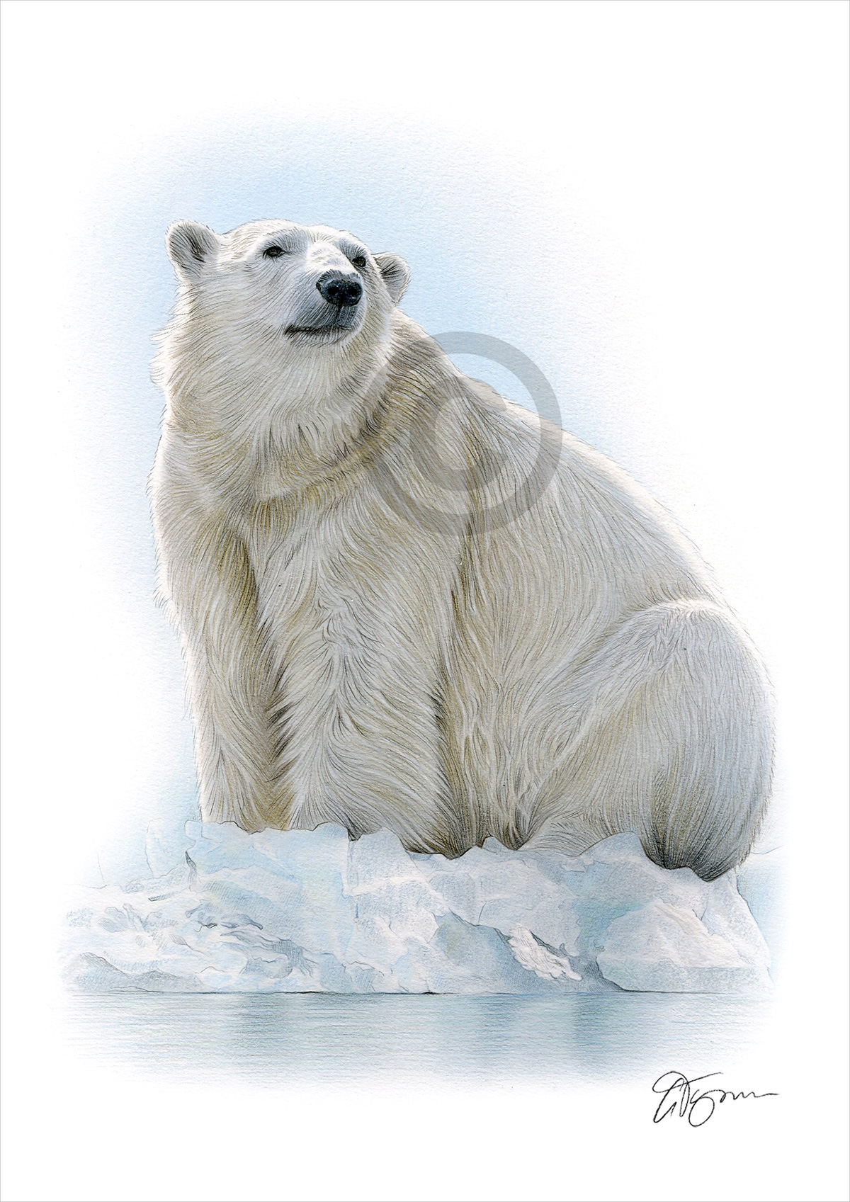 Colour pencil drawing of a Polar Bear by artist Gary Tymon