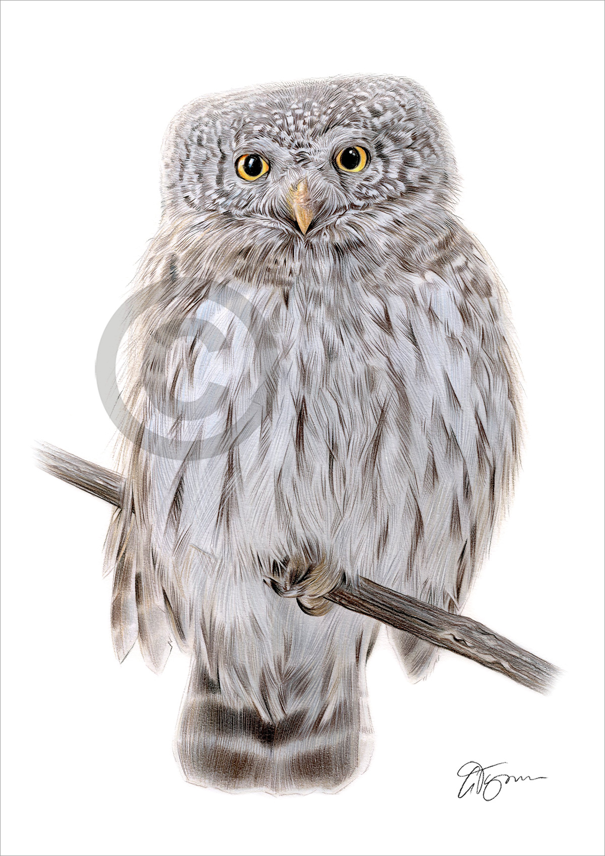 Colour pencil drawing of a pygmy owl by artist Gary Tymon