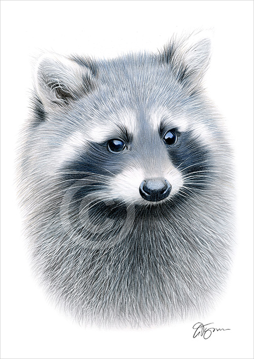 Colour pencil drawing of a raccoon