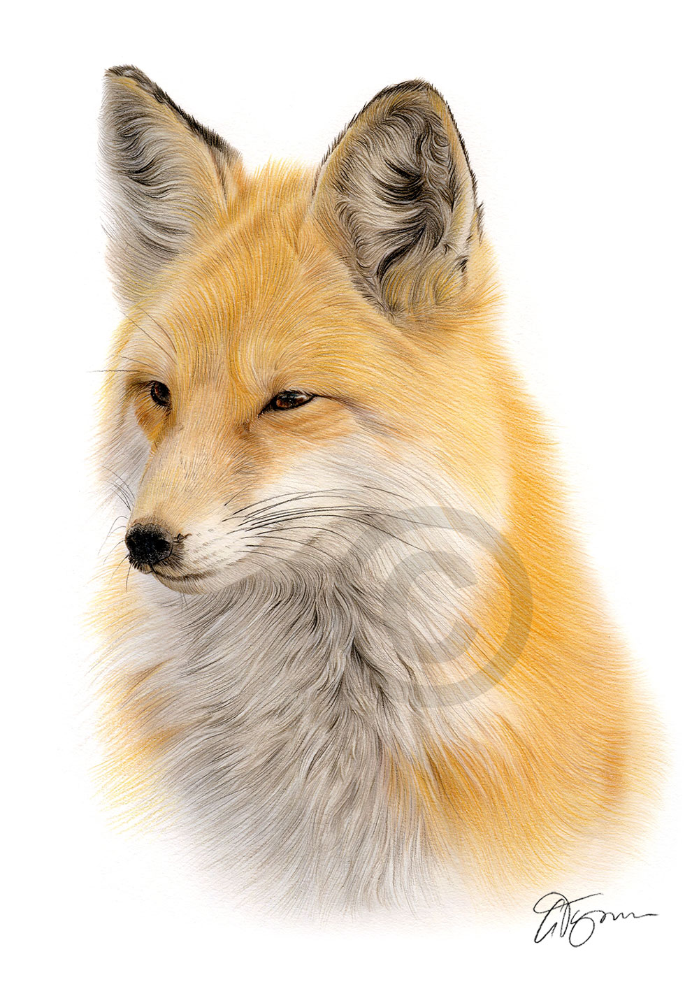 Colour pencil drawing of a red fox by artist Gary Tymon