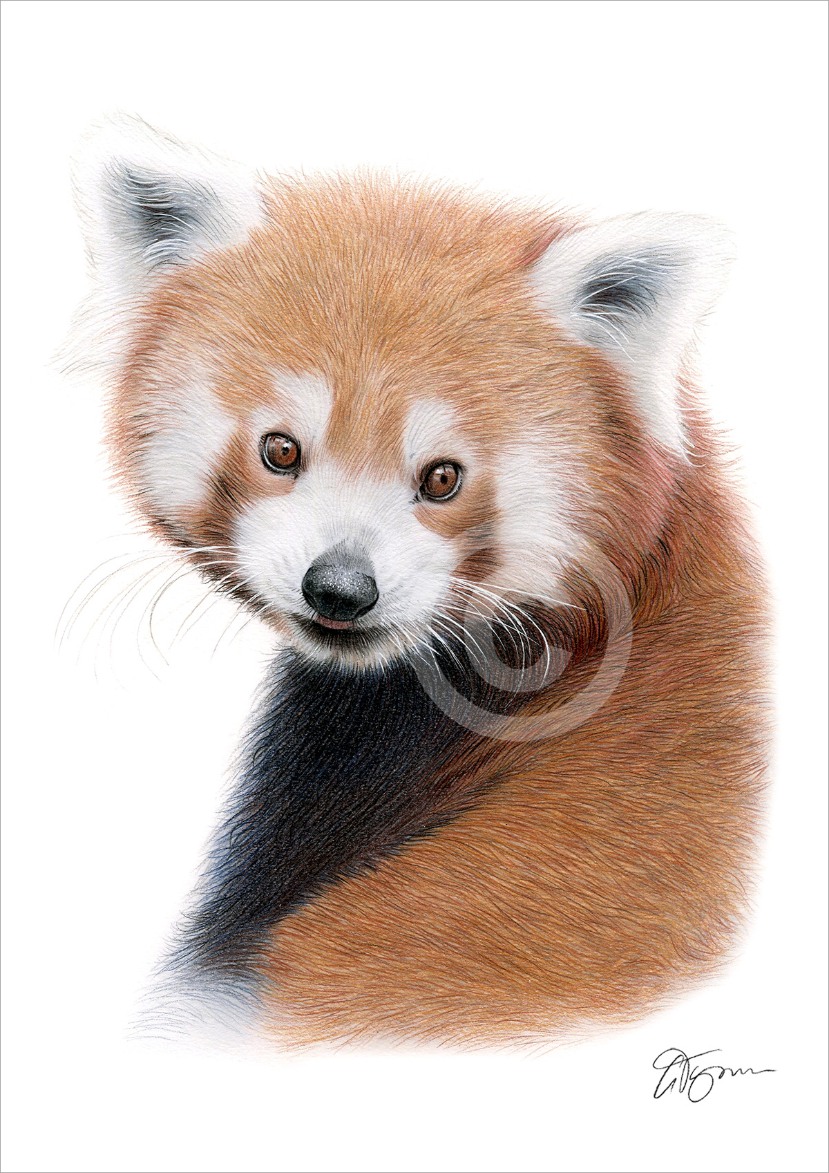 Colour pencil drawing of a red panda by artist Gary Tymon