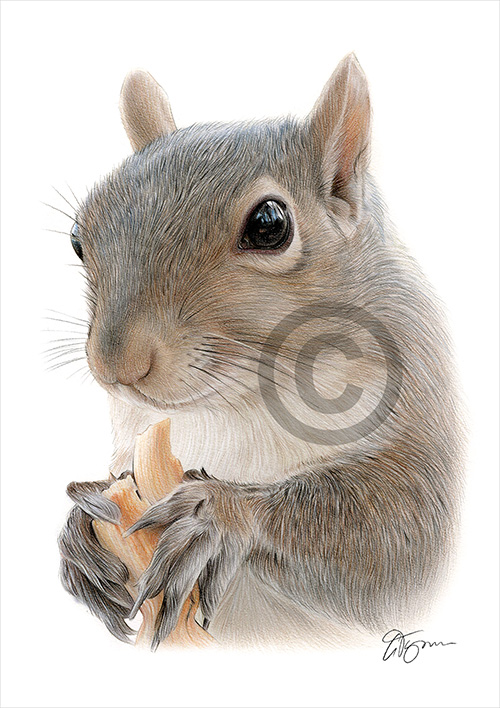 Colour pencil drawing of a squirrel