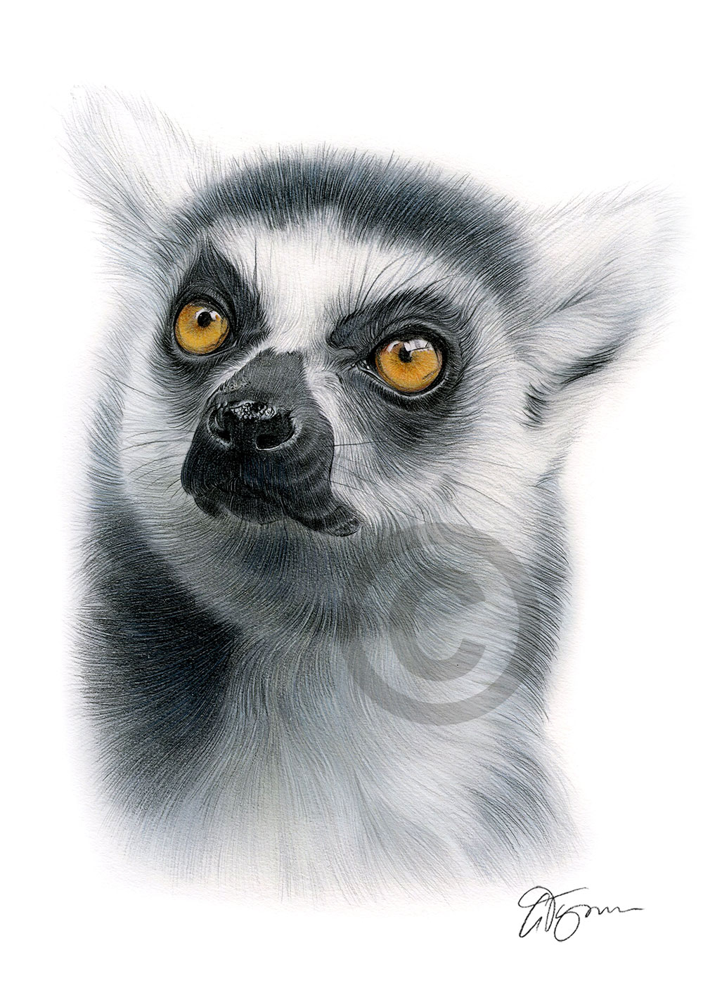 Colour pencil drawing of a ring-tailed lemur by artist Gary Tymon