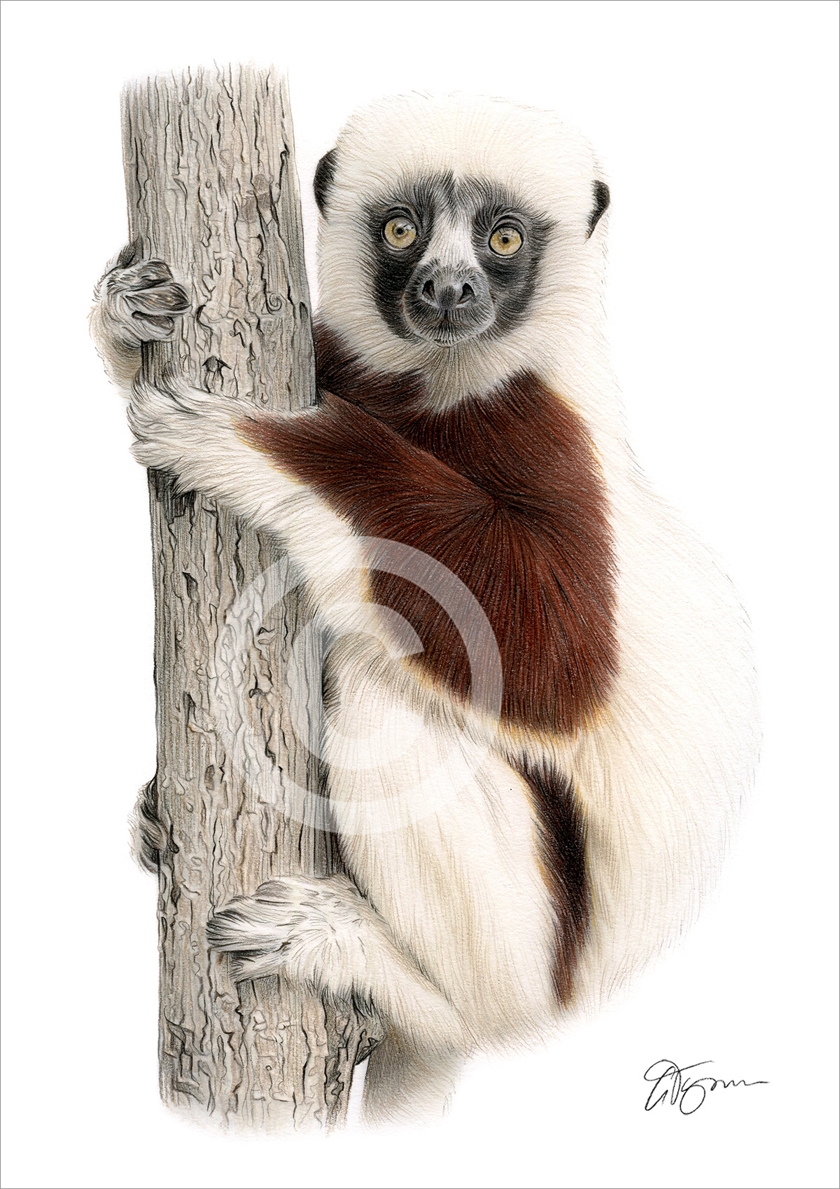 Colour pencil drawing of a sifaka by artist Gary Tymon