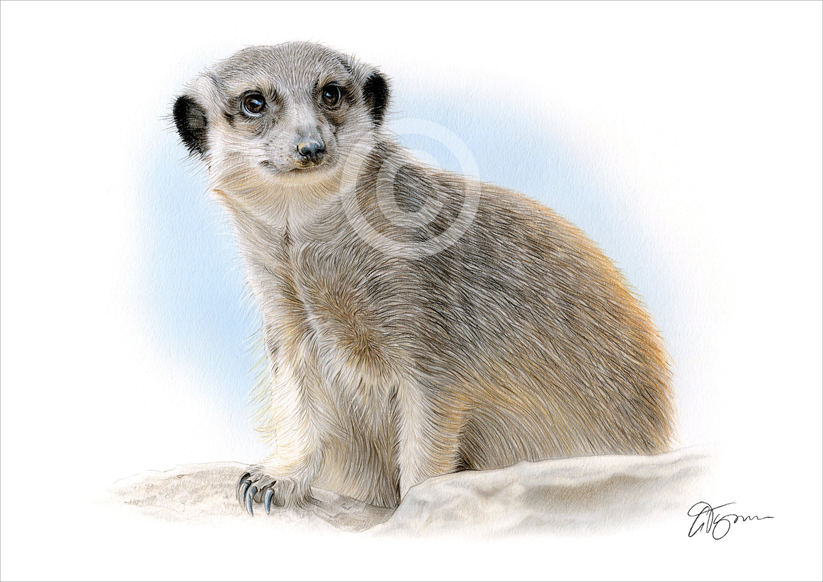 Colour pencil drawing of a young meerkat by artist Gary Tymon