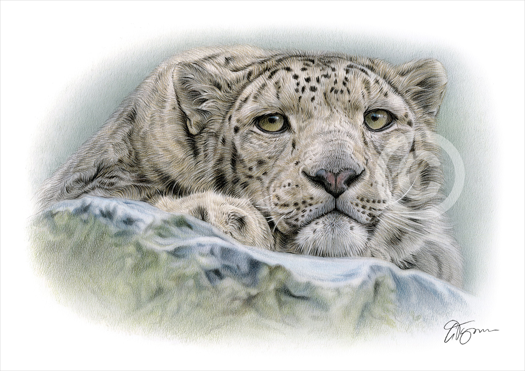 Colour pencil drawing of a Snow Leopard resting on a rock by artist Gary Tymon