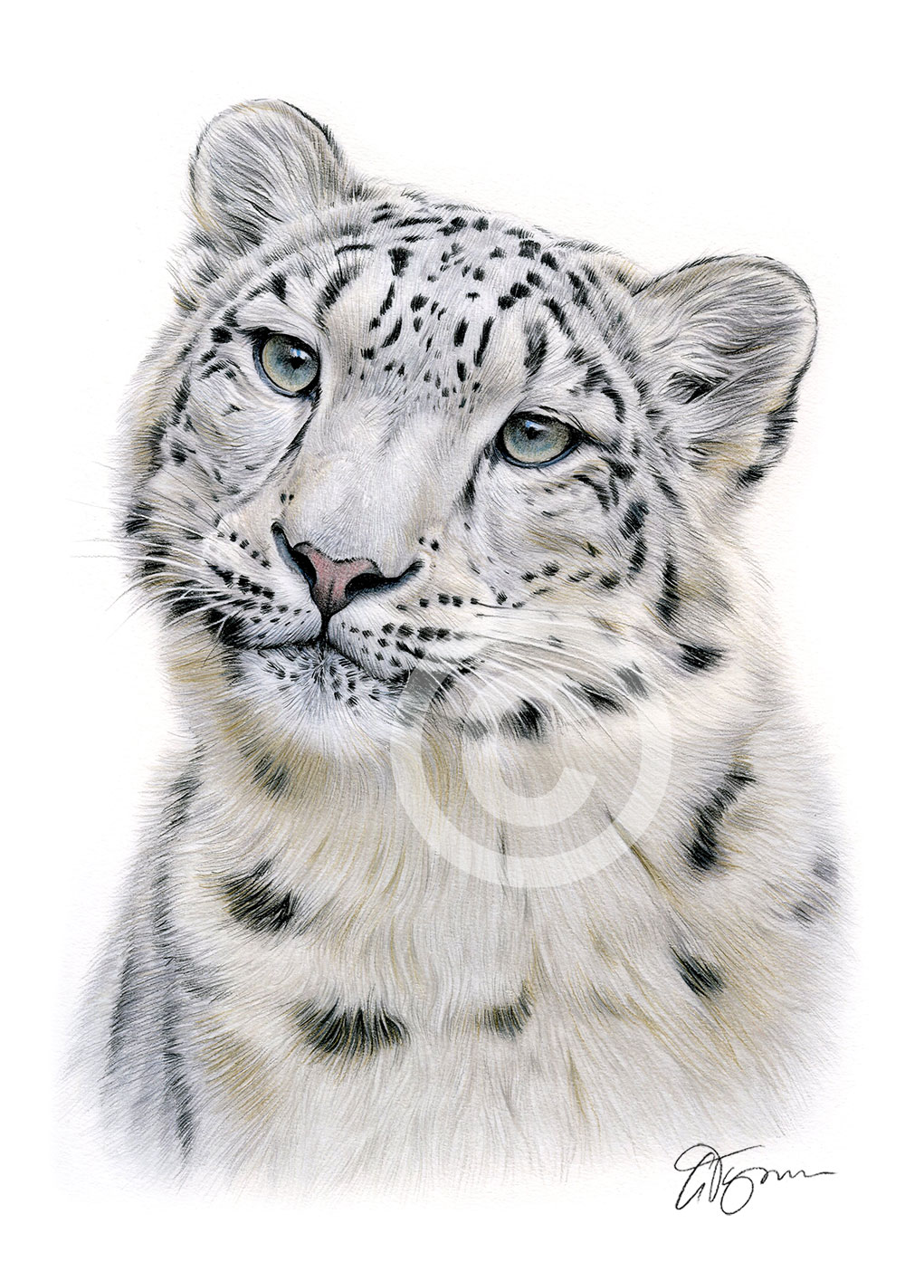 Colour pencil drawing of a snow leopard by artist Gary Tymon