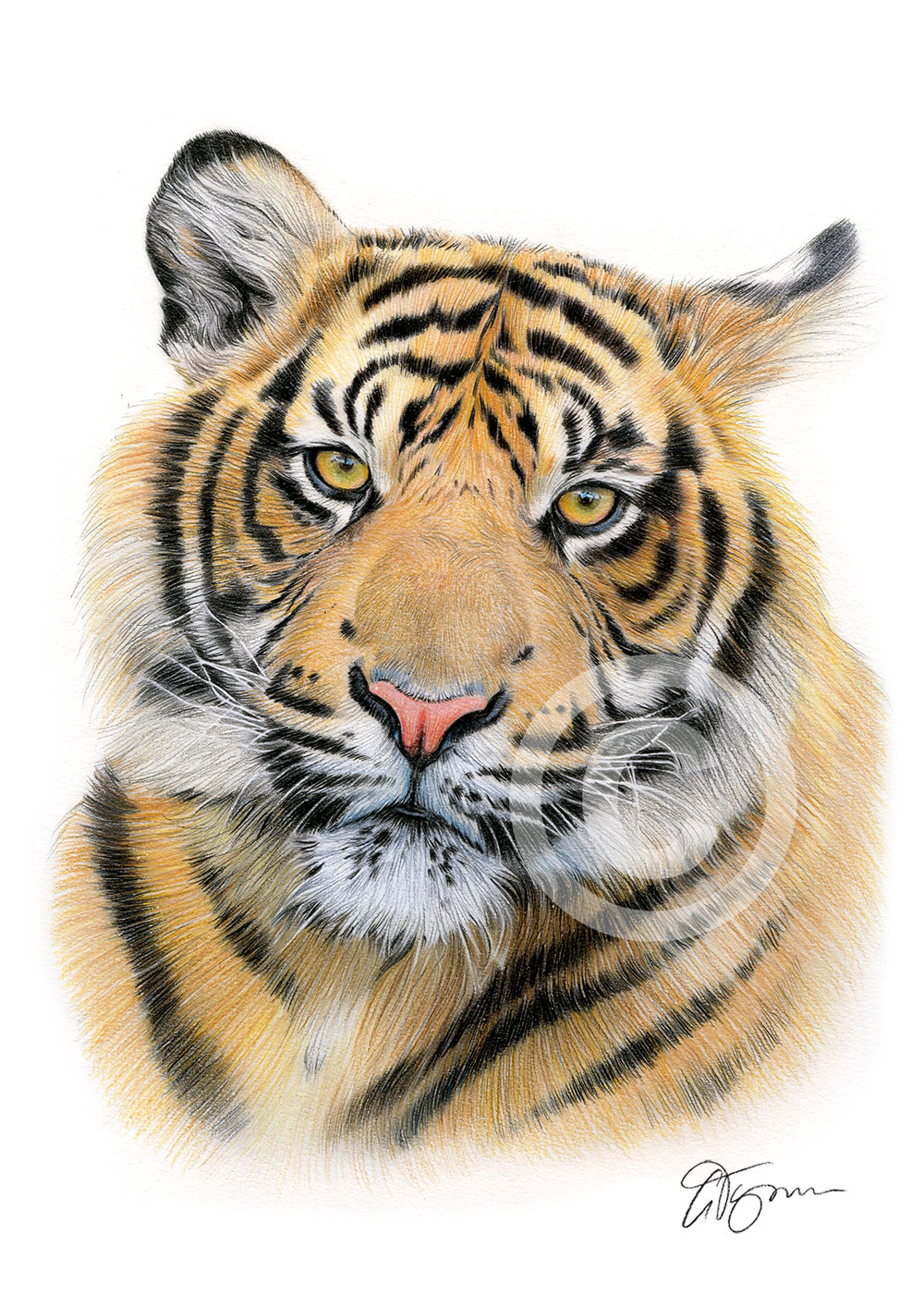 Colour pencil drawing of a Sumatran tiger by artist Gary Tymon