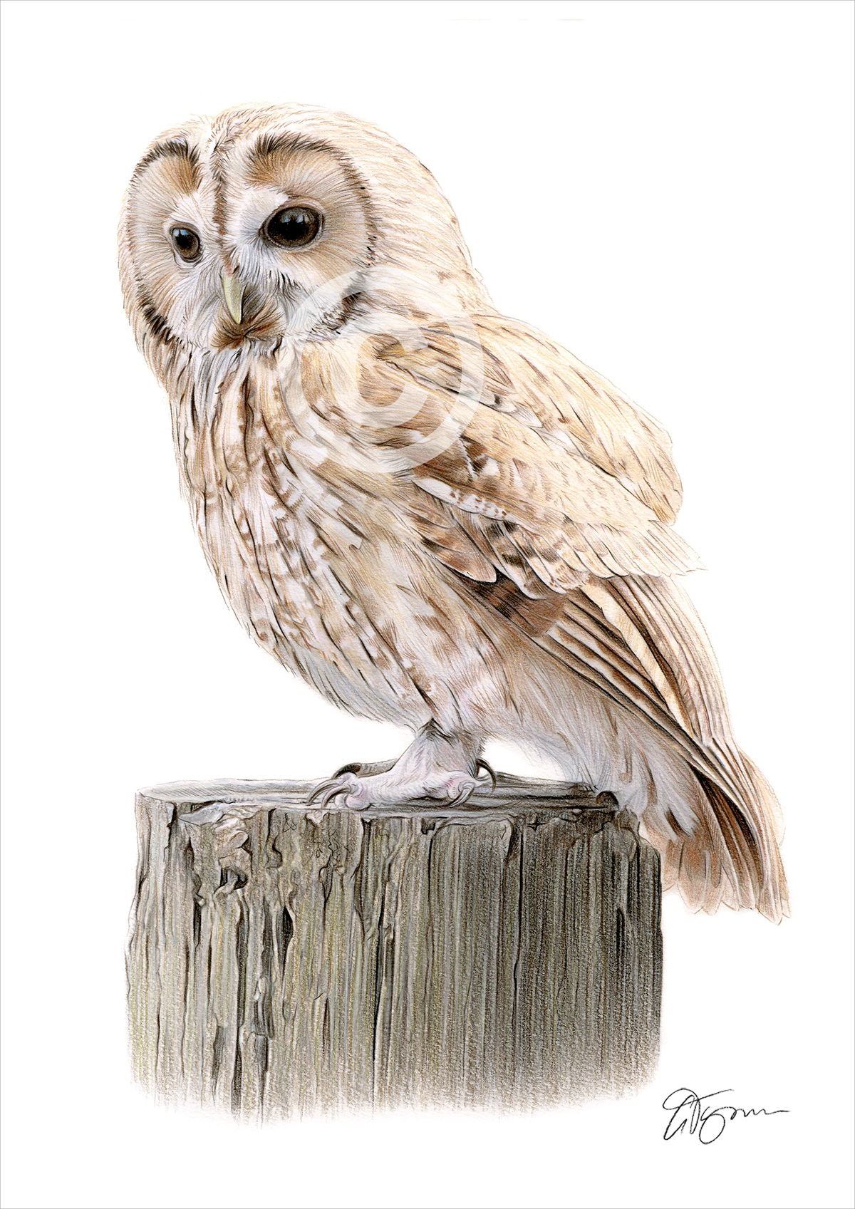 Colour pencil drawing of a tawny owl by artist Gary Tymon