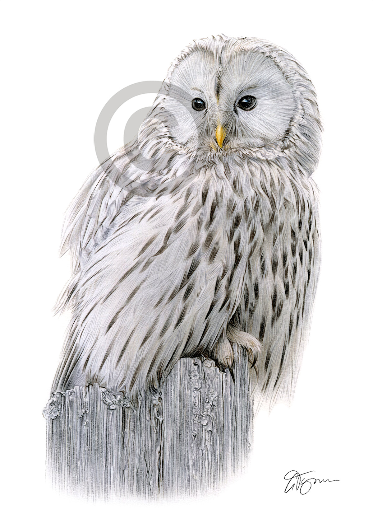 Colour pencil drawing of a ural owl by artist Gary Tymon