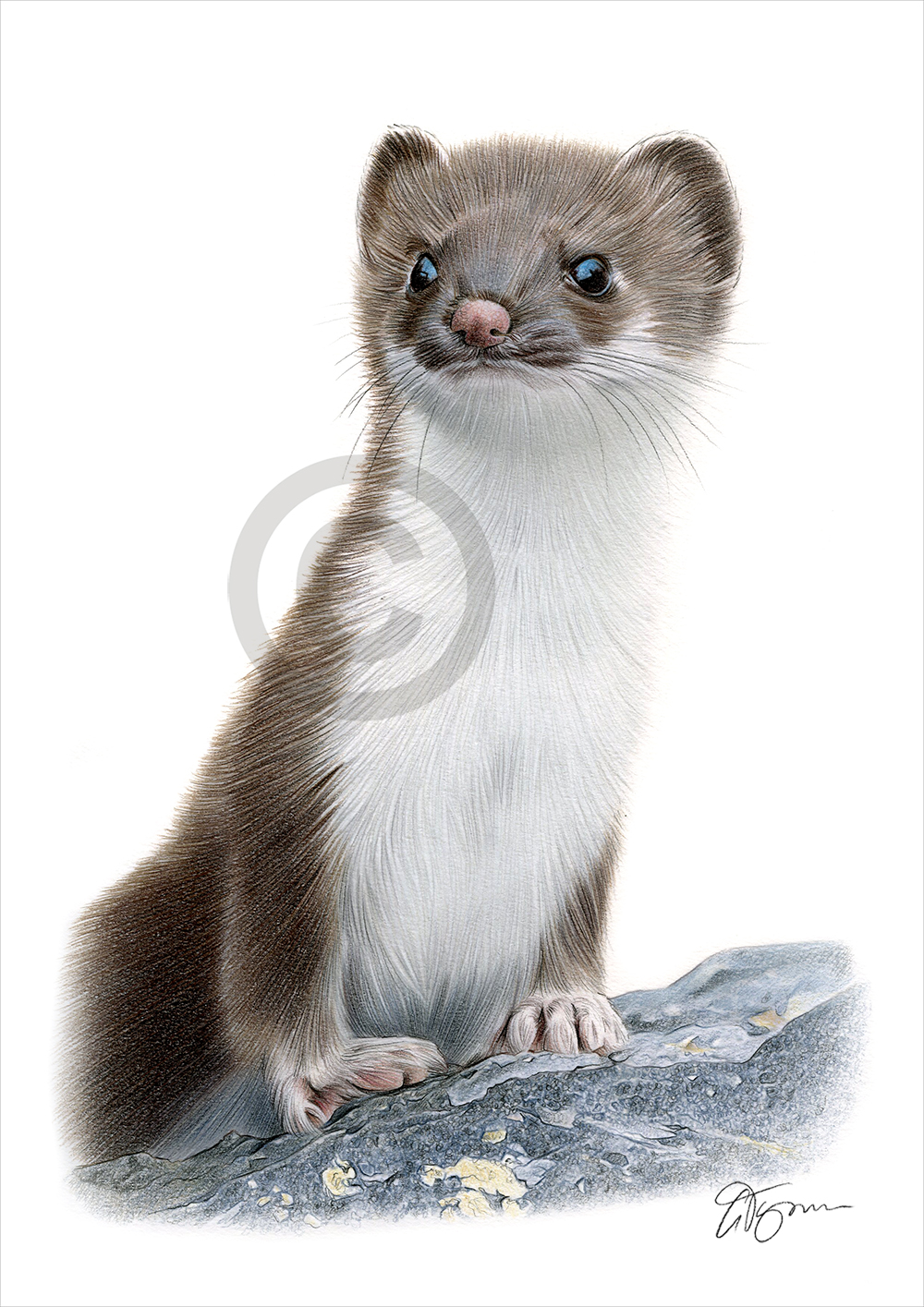 Colour pencil drawing of a Weasel by artist Gary Tymon