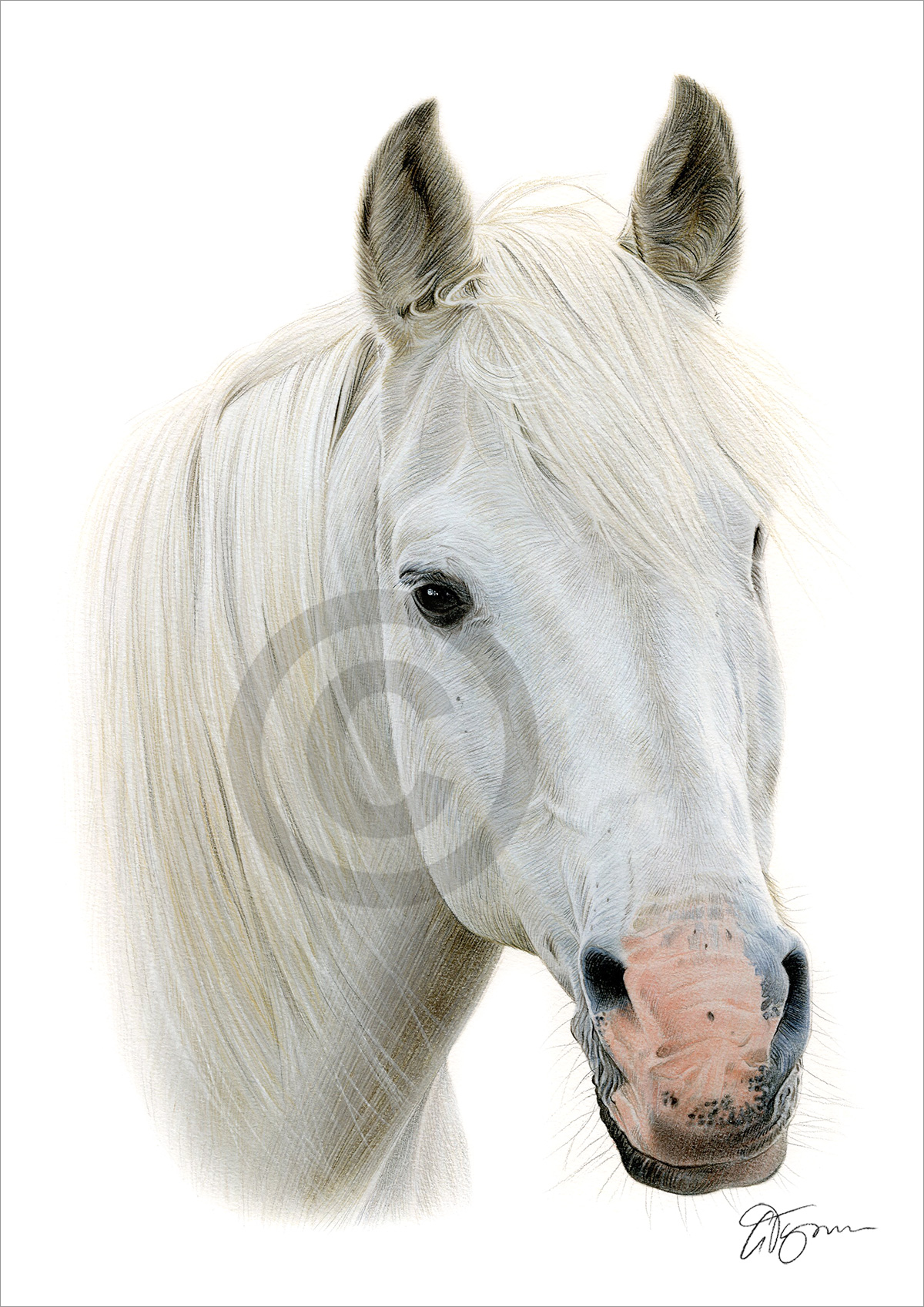 Colour pencil drawing of a white horse by artist Gary Tymon