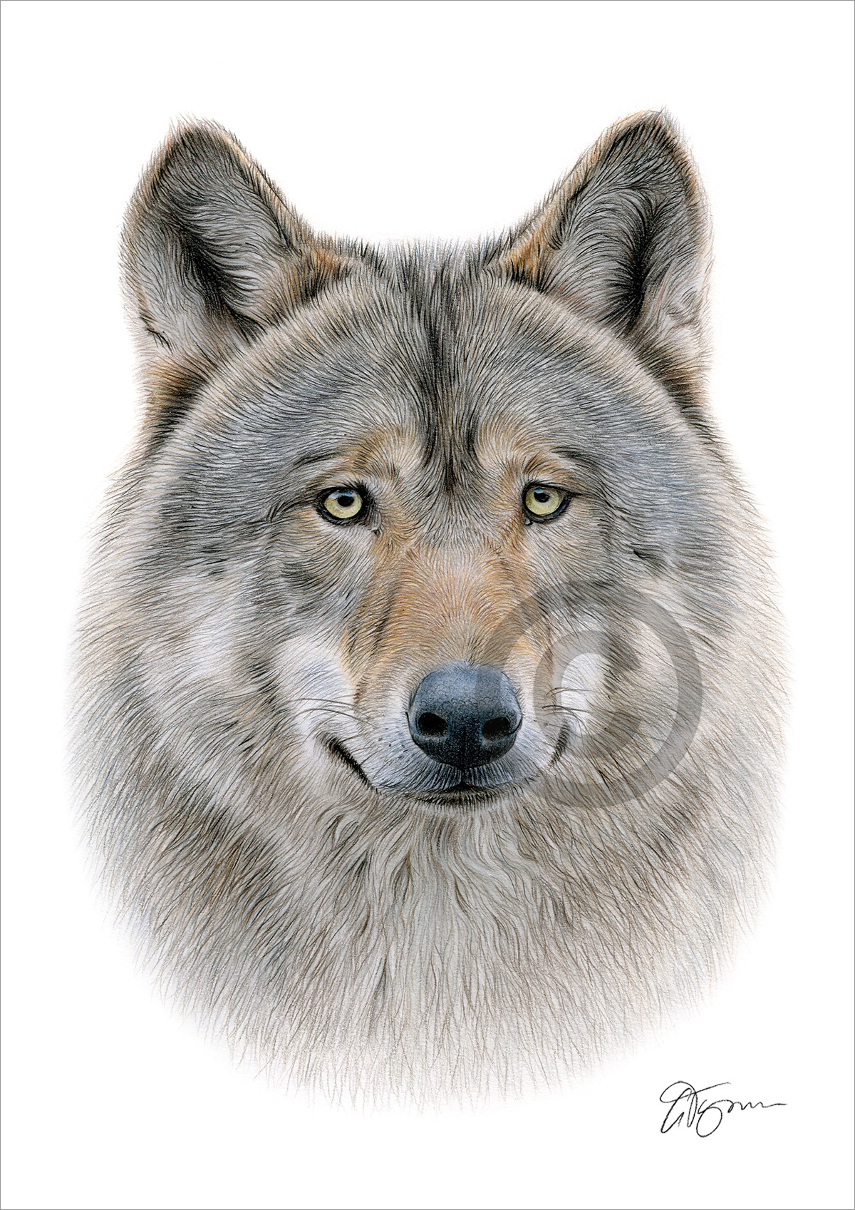 Colour pencil drawing of an adult Grey Wolf by artist Gary Tymon