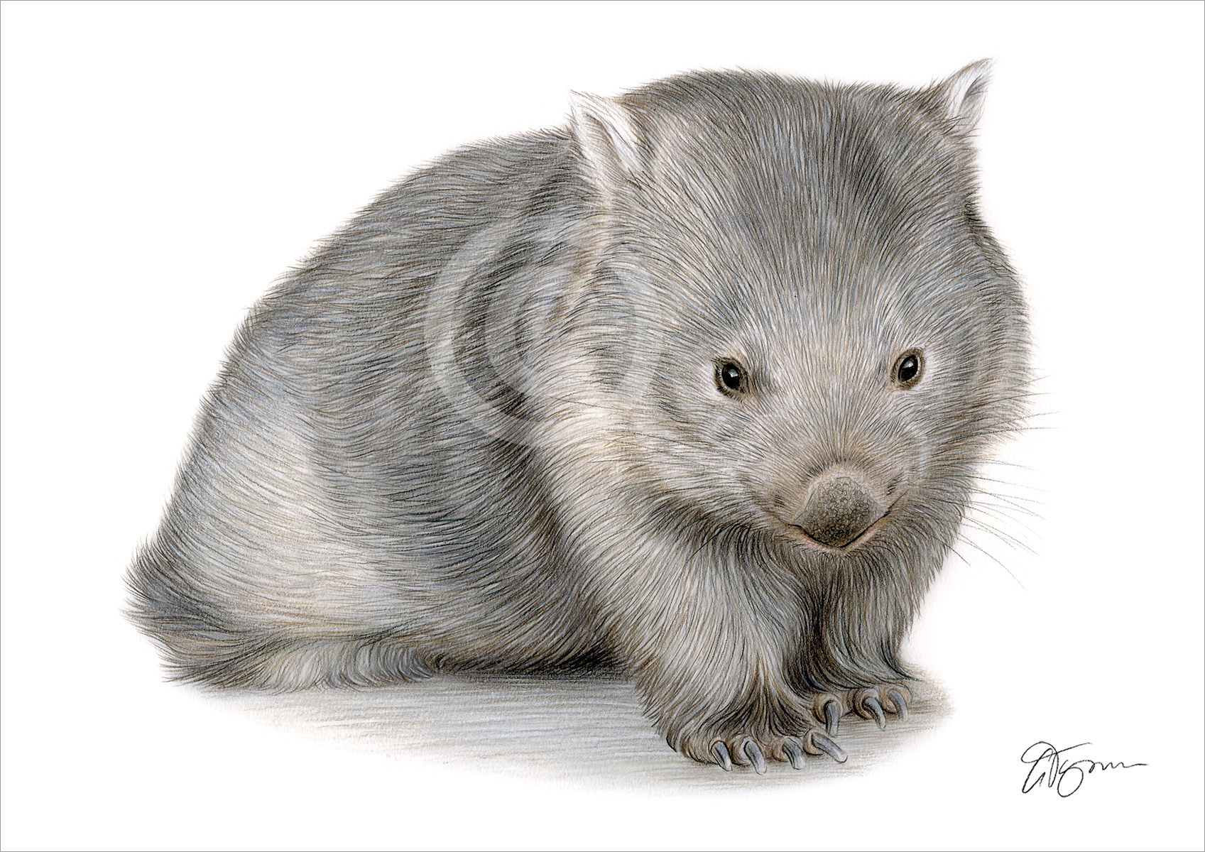 Colour pencil drawing of a wombat by artist Gary Tymon