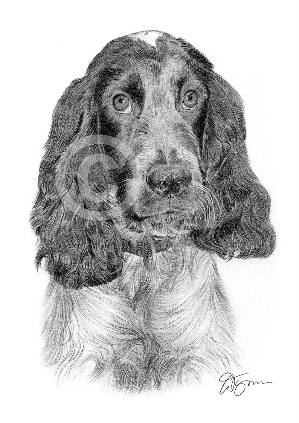 Pencil drawing of an adult cocker spaniel by artist Gary Tymon