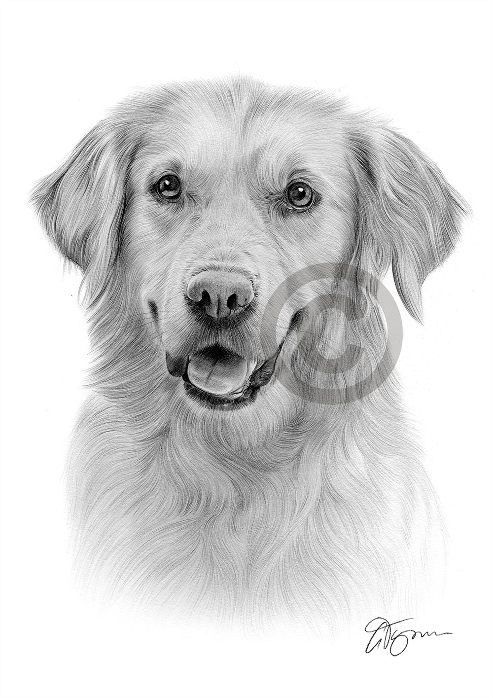 GOLDEN RETRIEVER art pencil drawing print A3 / A4 sizes dog signed