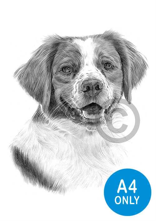 Pencil drawing of a brittany spaniel