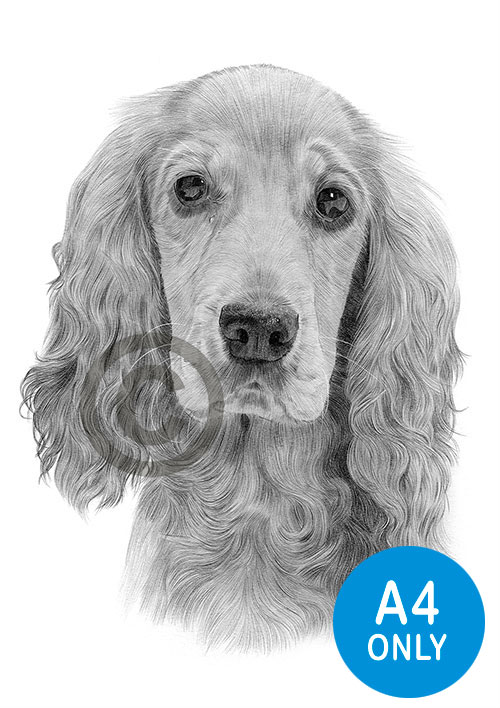 Pencil drawing of an adult cocker spaniel
