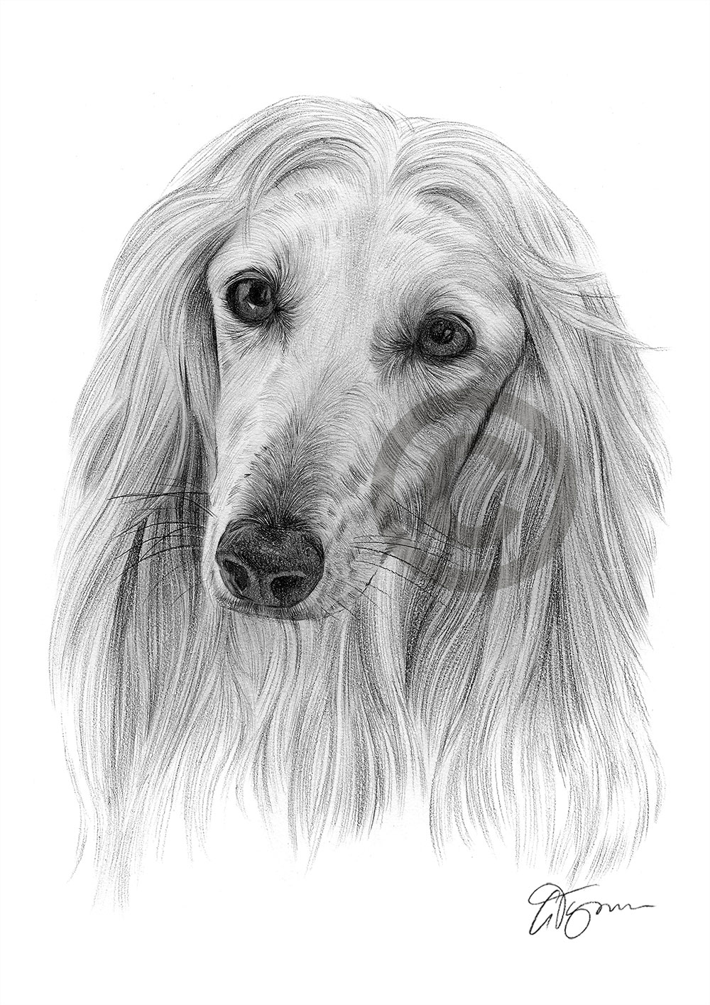 Pencil drawing of an Afghan Hound by artist Gary Tymon