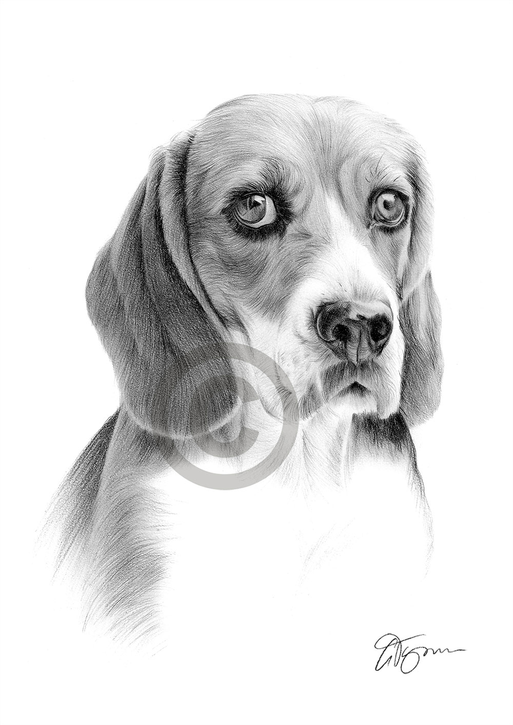 Pencil drawing of a Beagle by artist Gary Tymon