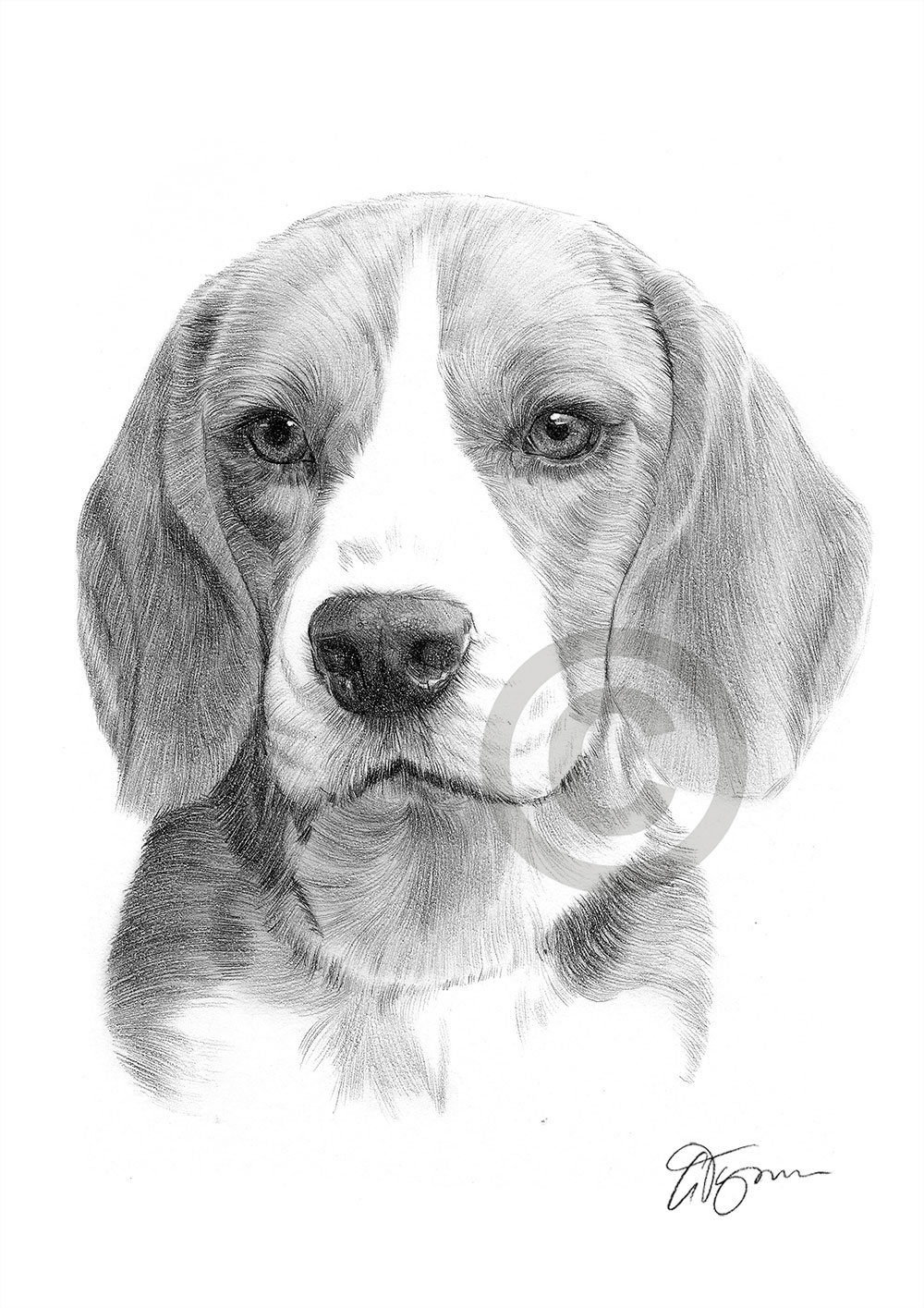 Pencil drawing of an adult Beagle by artist Gary Tymon