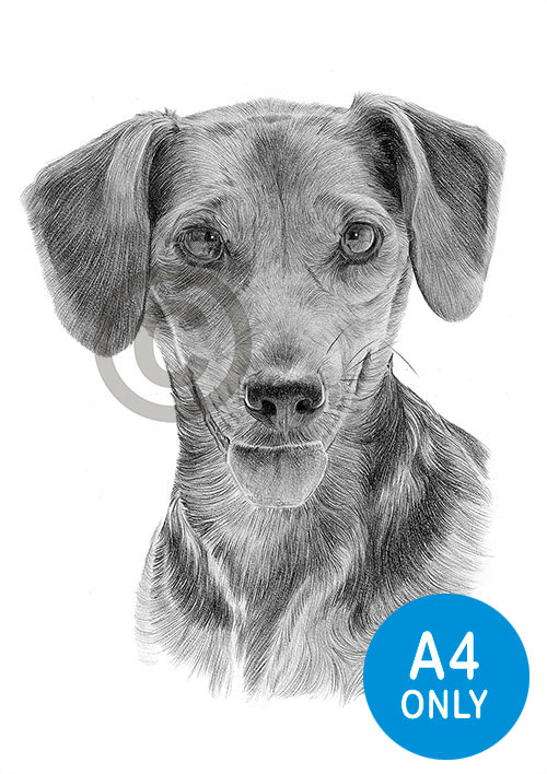 Pencil drawing of a Dachshund