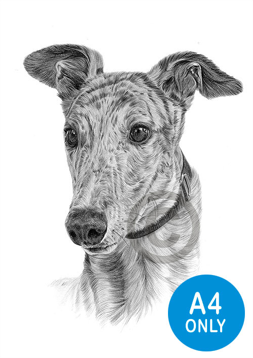 Pencil drawing of an adult Greyhound