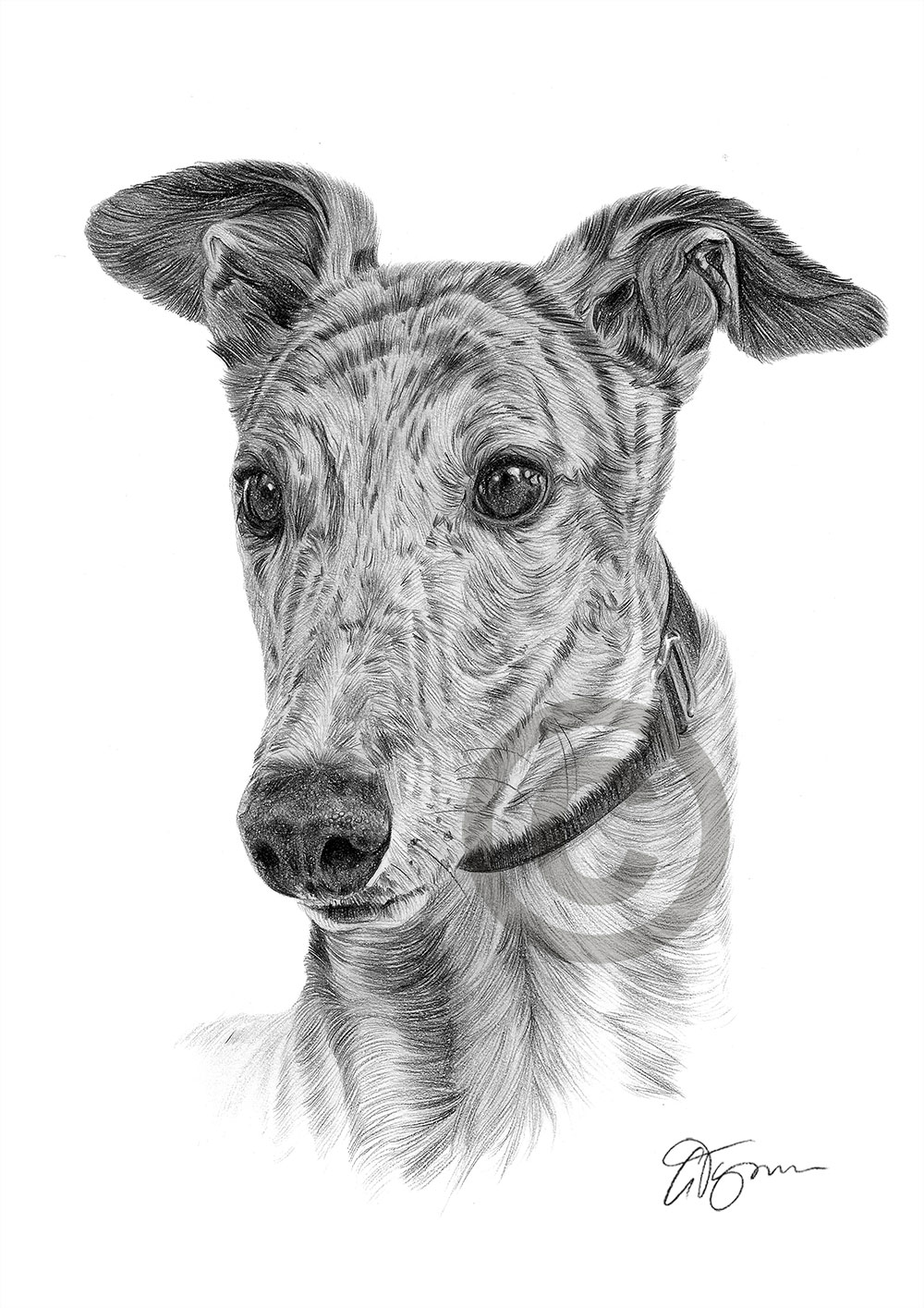 Pencil drawing of an adult Greyhound by artist Gary Tymon