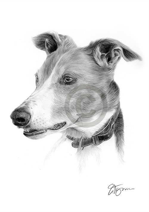 Pencil drawing of a Greyhound