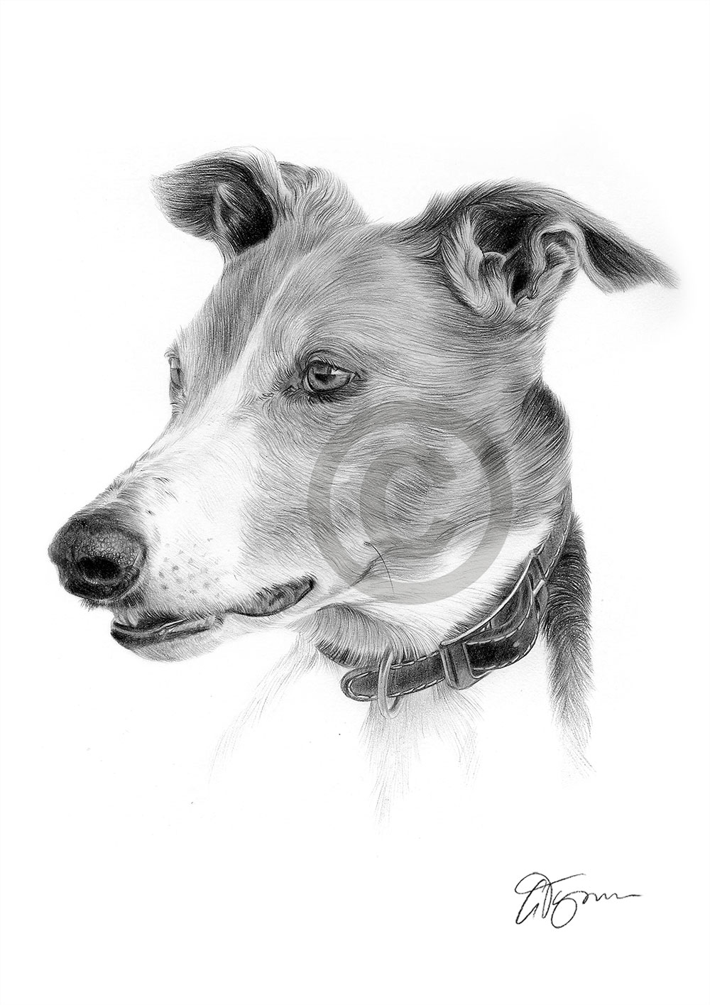 Pencil drawing of a Greyhound by artist Gary Tymon