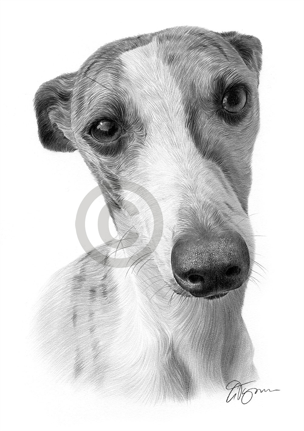 Pencil drawing of an adult Whippet by artist Gary Tymon