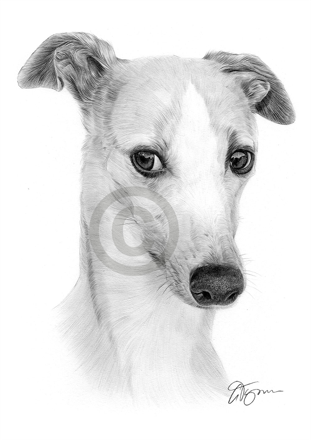 Pencil drawing of a Whippet by artist Gary Tymon