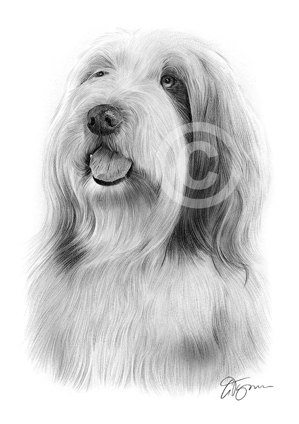 Pencil drawing of a Bearded Collie by artist Gary Tymon