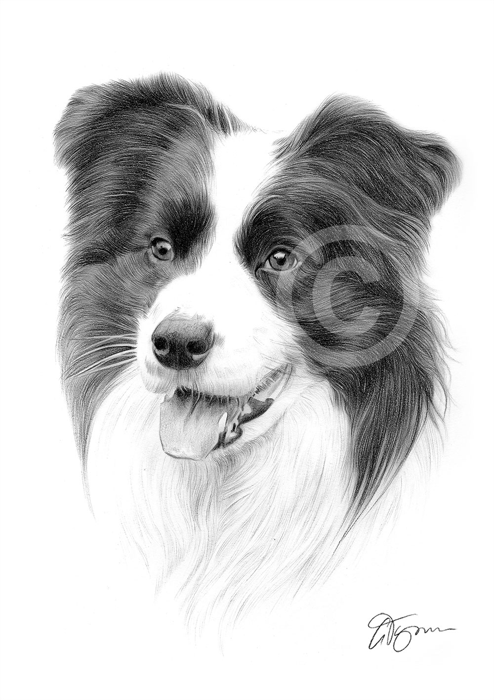 BORDER COLLIE pencil drawing art print A3 / A4 sizes signed by artist