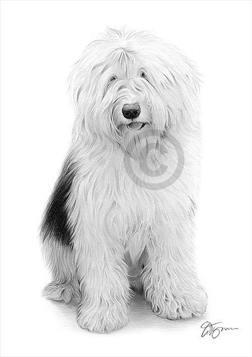 Black and white pencil drawing of an Old English Sheepdog