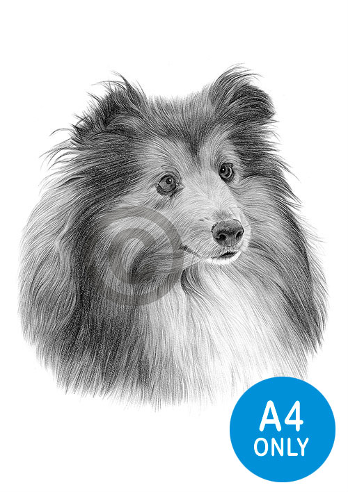 Pencil drawing of a Sheltie