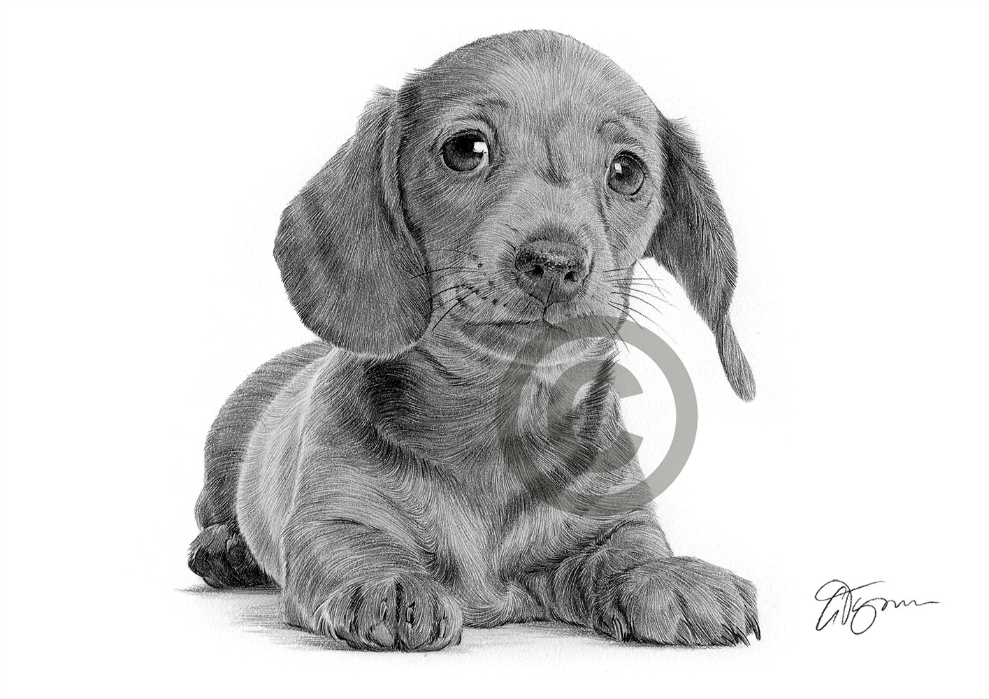 Pencil drawing of a Dachshund puppy by UK artist Gary Tymon
