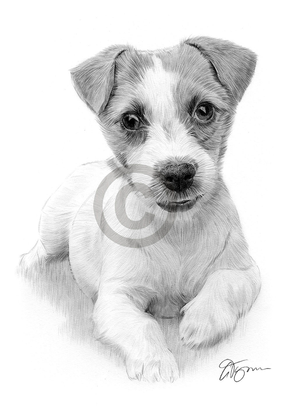 Pencil drawing of a young Jack Russell Terrier puppy by UK artist Gary